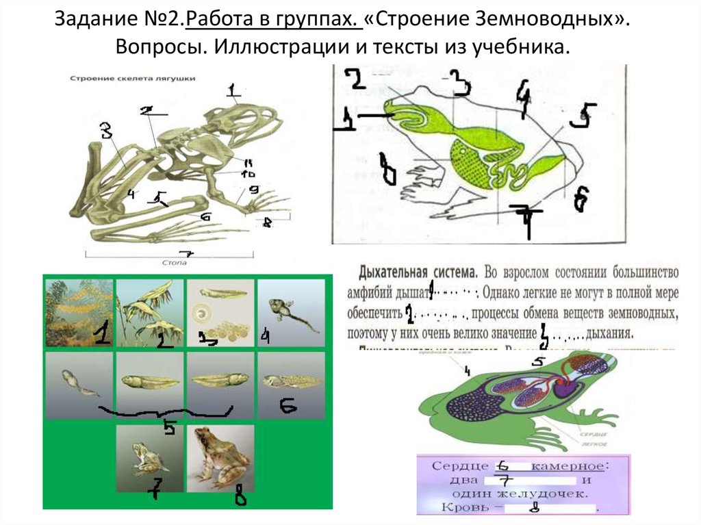 Класс земноводные заполните схему