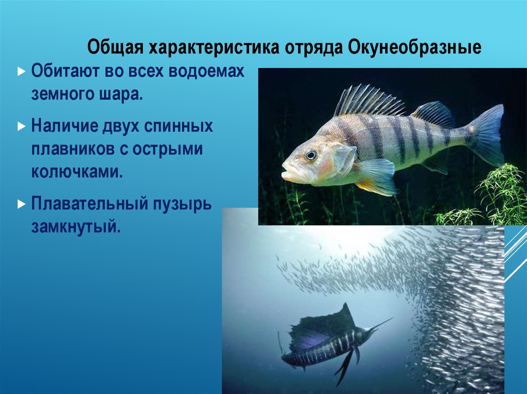 Класс рыбы плавники. Отряд окунеобразные биология 7 класс. Отряд окунеобразные среда обитания. Отряд окунеобразные размножение. Отряд окунеобразные рыбы представители.
