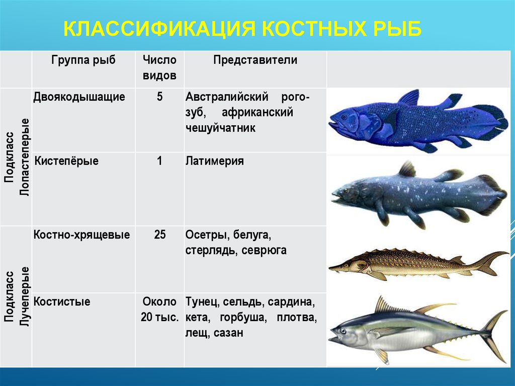 Биология 7 класс параграф рыбы. Костных рыб отряды костных таблица. Хрящевые рыбы классификация представители. Класс костные рыбы подклассы. Семейства костных рыб таблица.