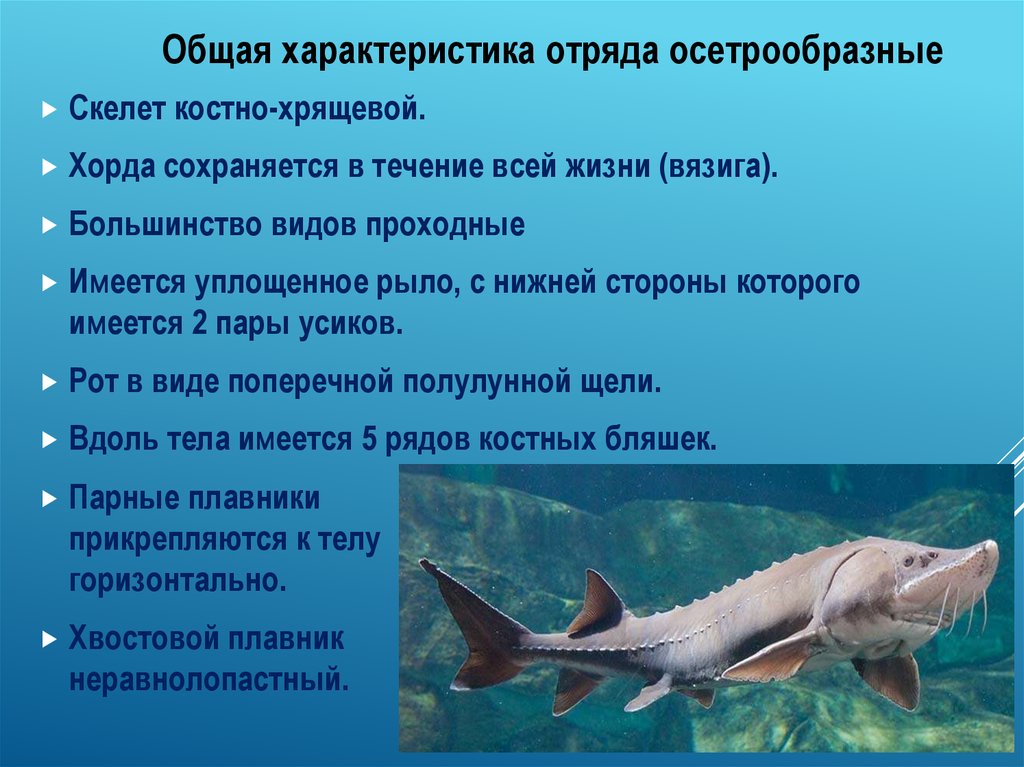 Рот хрящевые рыбы костные рыбы. Отряд Осетрообразные общая характеристика. Общая характеристика хрящевых рыб. Костно-хрящевой скелет имеется у. Форма тела хрящевых рыб.