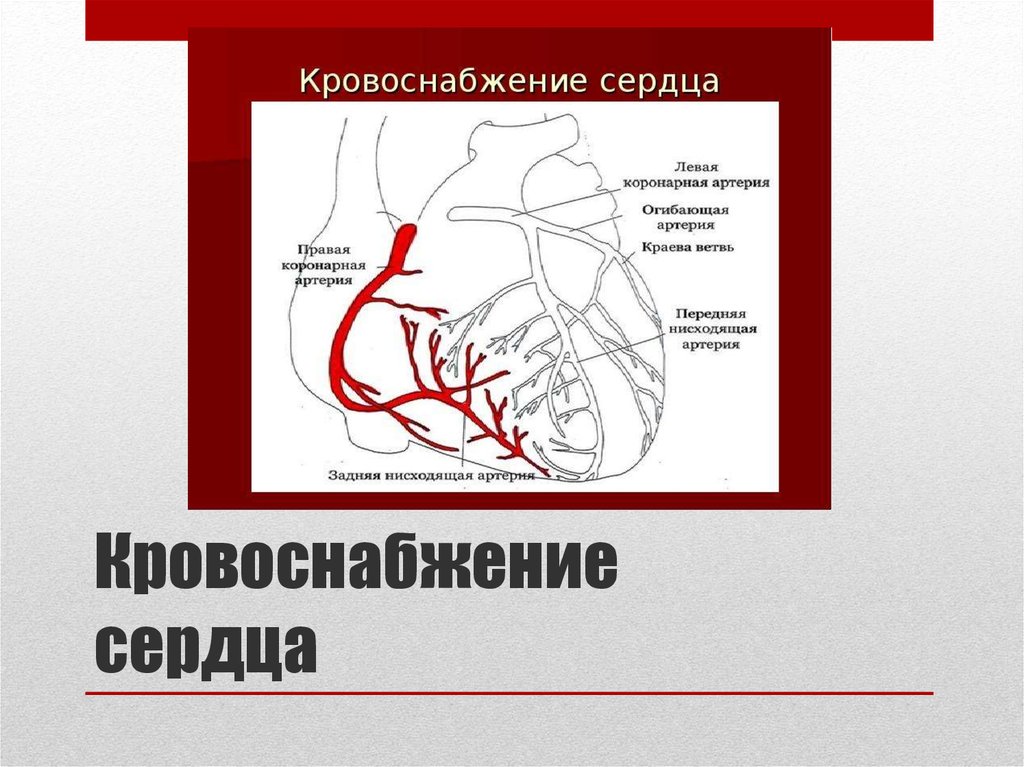 Сердечное кровообращение. Кровоснабжение сердца. Кровоснабжение сердца схема. Артерии кровоснабжающие сердце. Хирургическая анатомия сердца кровоснабжение.