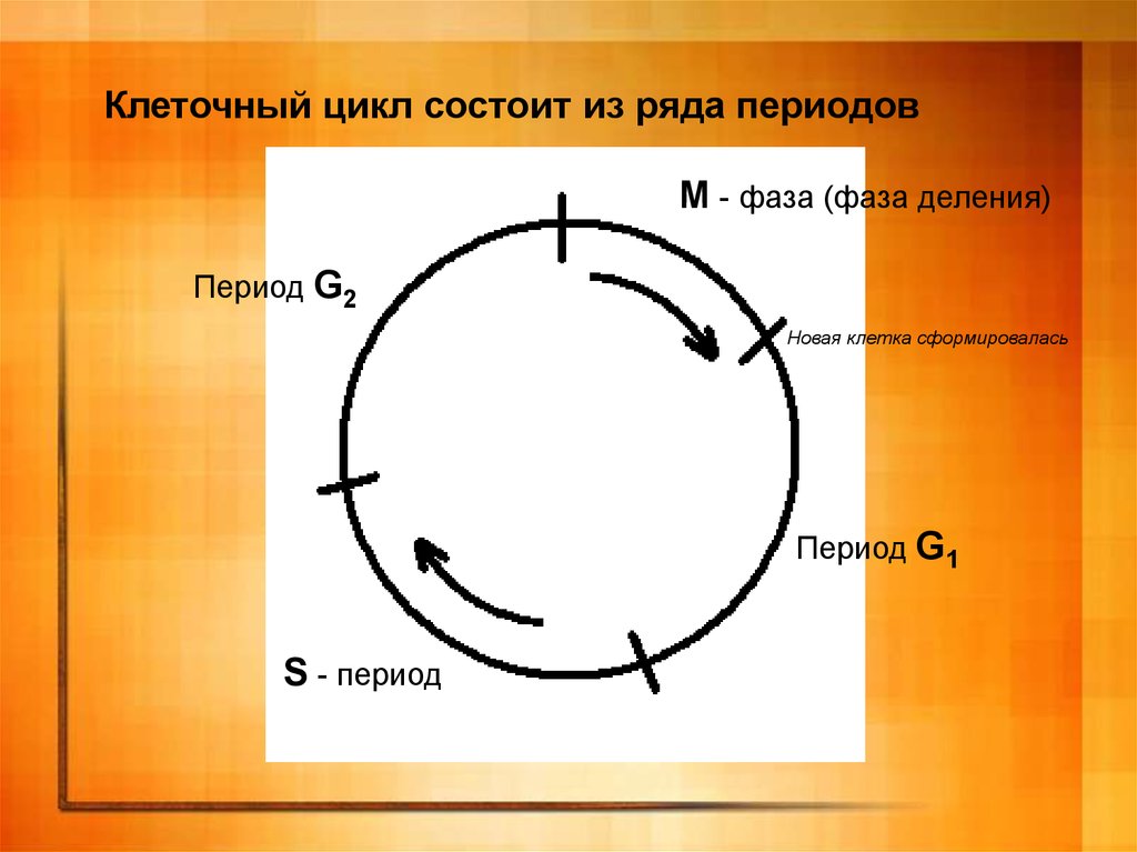 Большие циклы состоят из. Клеточный цикл состоит из. Фазы клеточного цикла. G0 фаза деления. Клеточный цикл презентация.