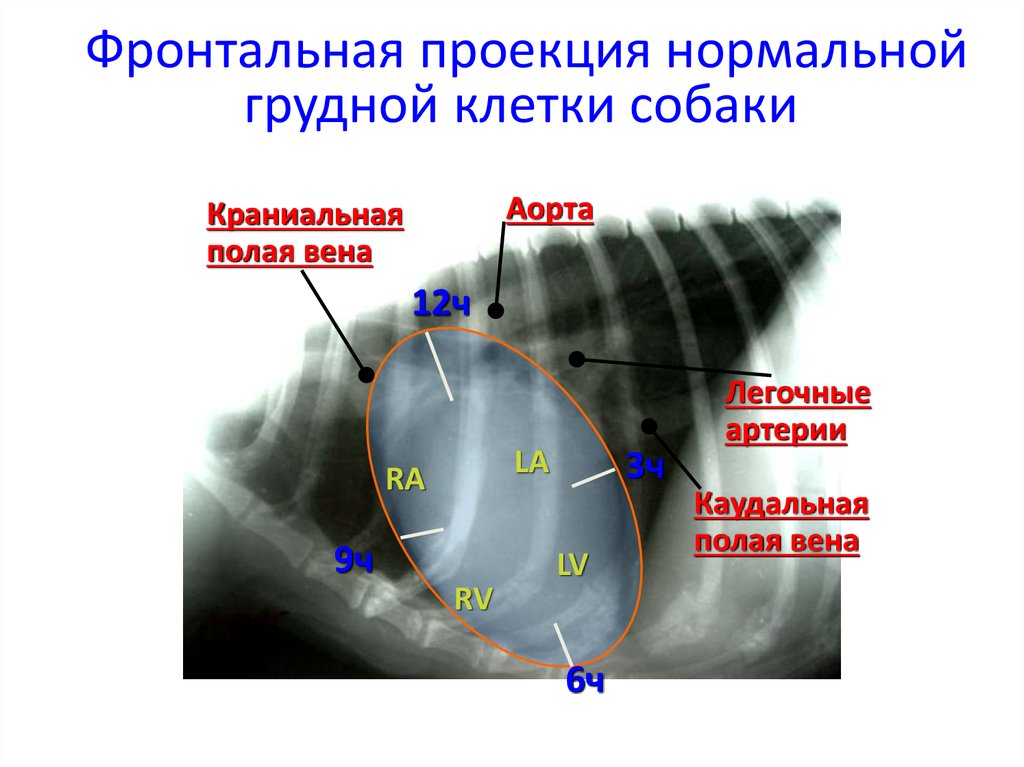 Фронтальная проекция нормальной грудной клетки собаки