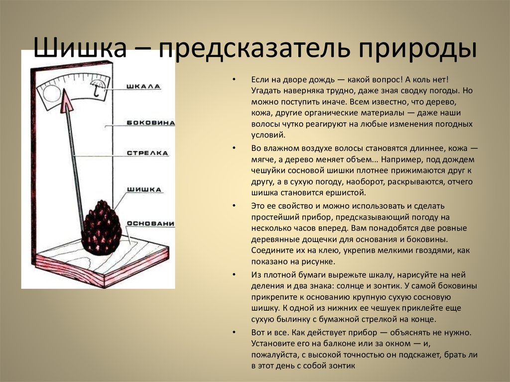 Шишка – предсказатель природы