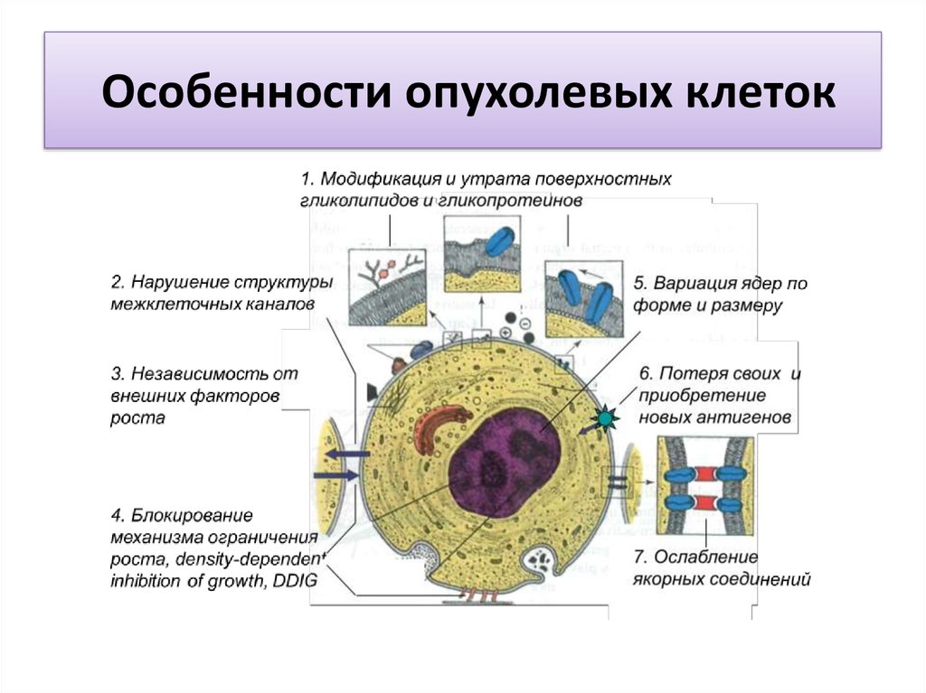 Дефекты процессинга и презентации опухолевых аг характеристика