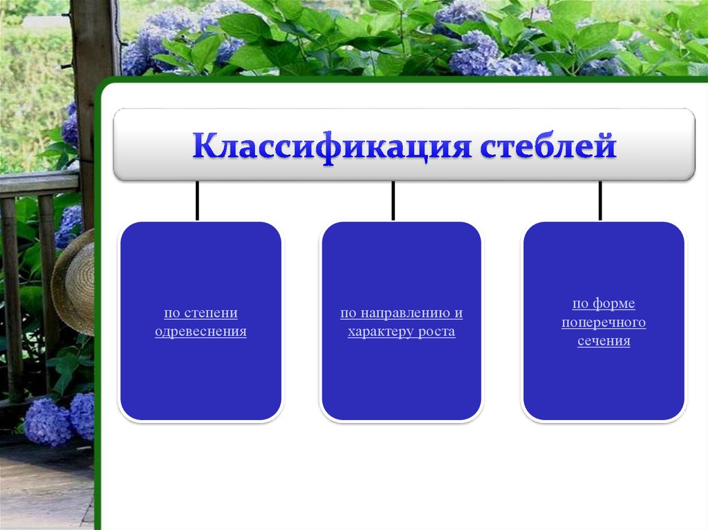 Значение стебля. Классификация стеблей по степени одревеснения. Классификация стеблей по направлению роста. Классификация стеблей растений. Стебель. Классификация стеблей.