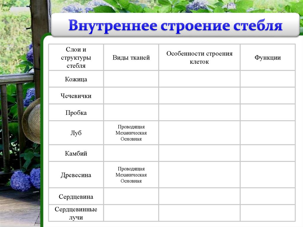 Презентация строение стебля 6 класс биология пасечник