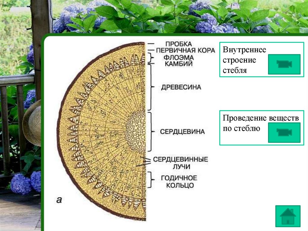 Презентация строение стебля 6 класс биология пасечник