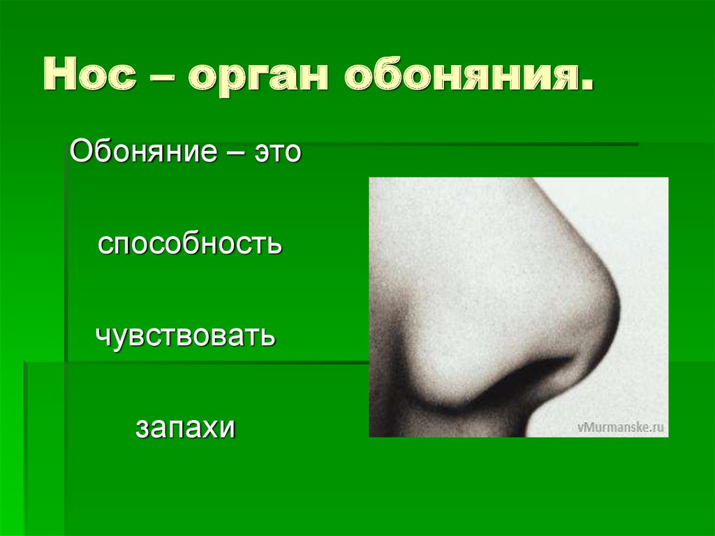 Носом чувствую. Органы чувств нос. Нос обоняние. Нос орган обоняния. Обоняние это способность.