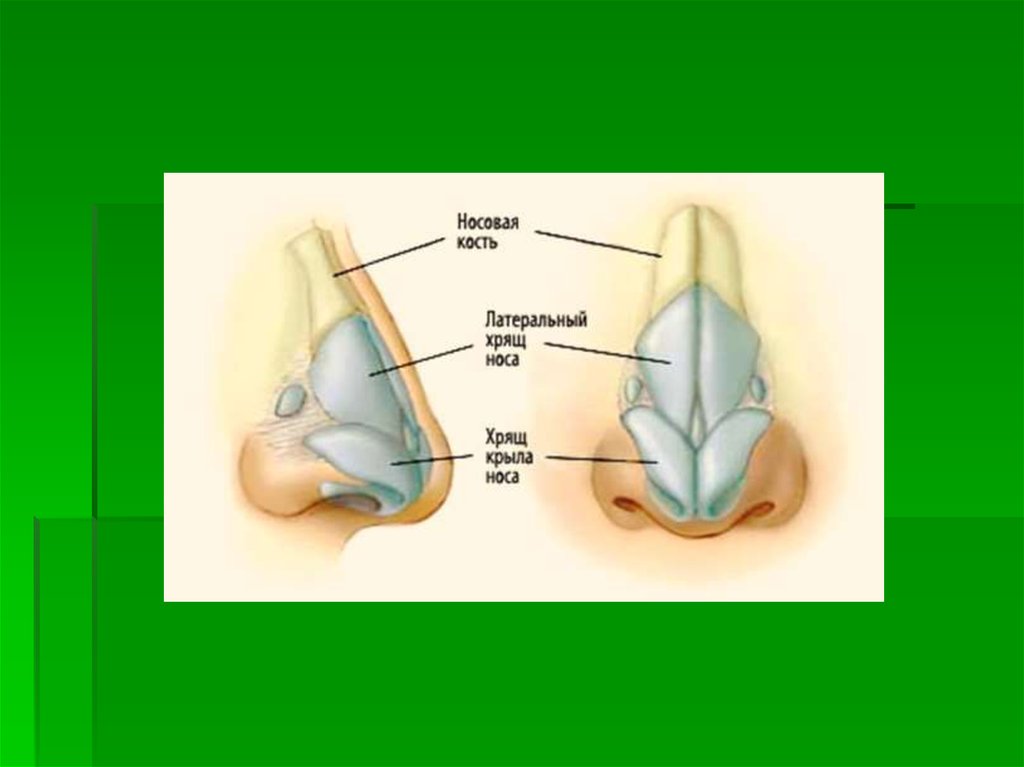 Строение носа хрящи и кости.