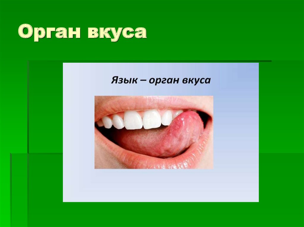 Сообщение про язык. Органы чувств человека рот. Гигиена органа чувств языка. Гигиена органа вкуса.