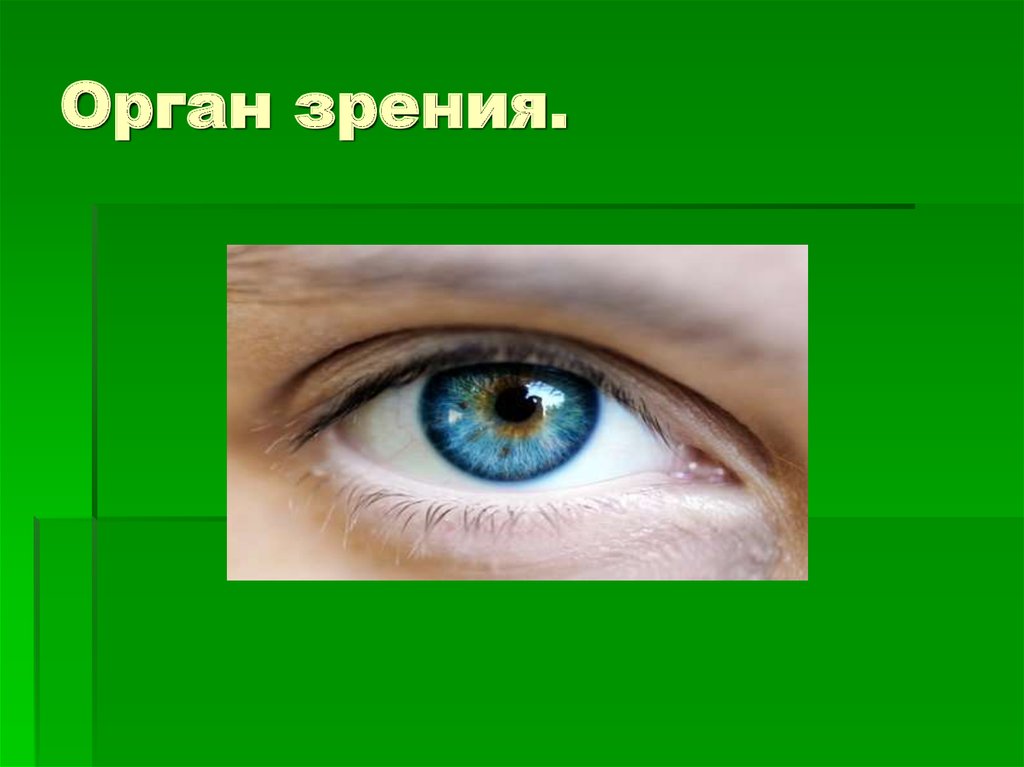 Глаза это орган чувств. Органы чувств глаза. Орган зрения. Глаза орган зрения. Органы чувств орган зрения.