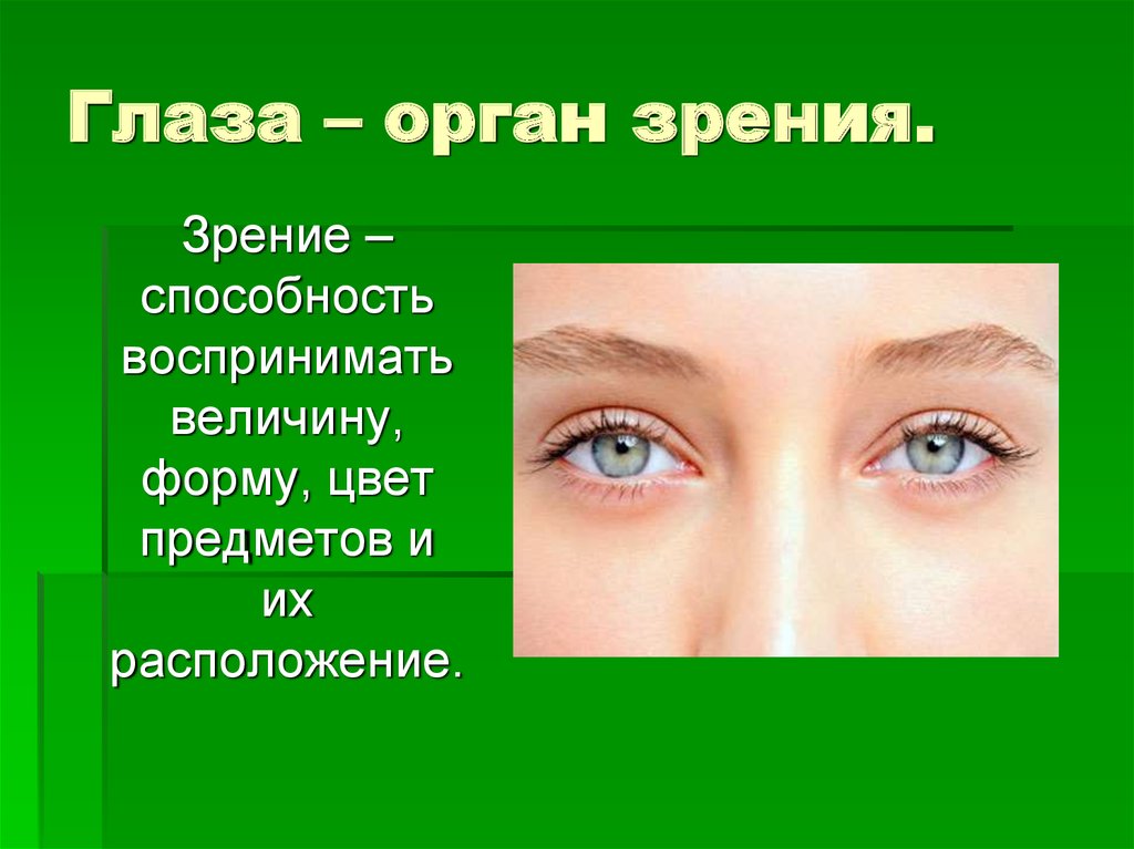 Глаза являются органом человека