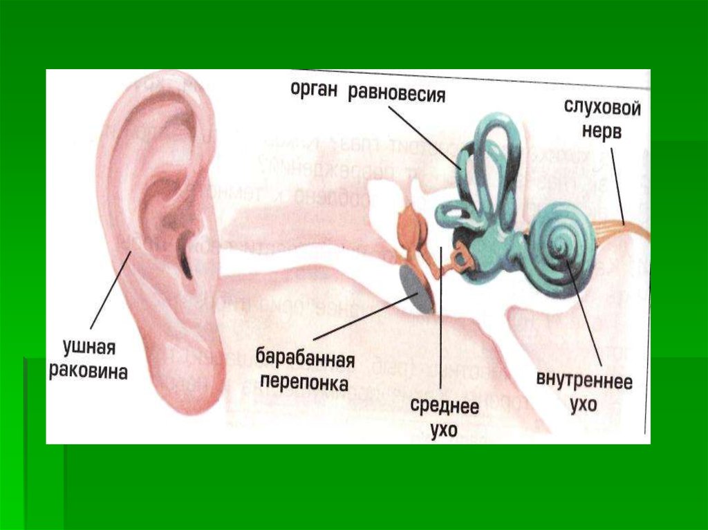 Равновесно слуховой анализатор собаки. Равновесно слуховой анализатор животных анатомия. Равновесно слуховой нерв функции. Равновесно - слуховой нерв это нерв.