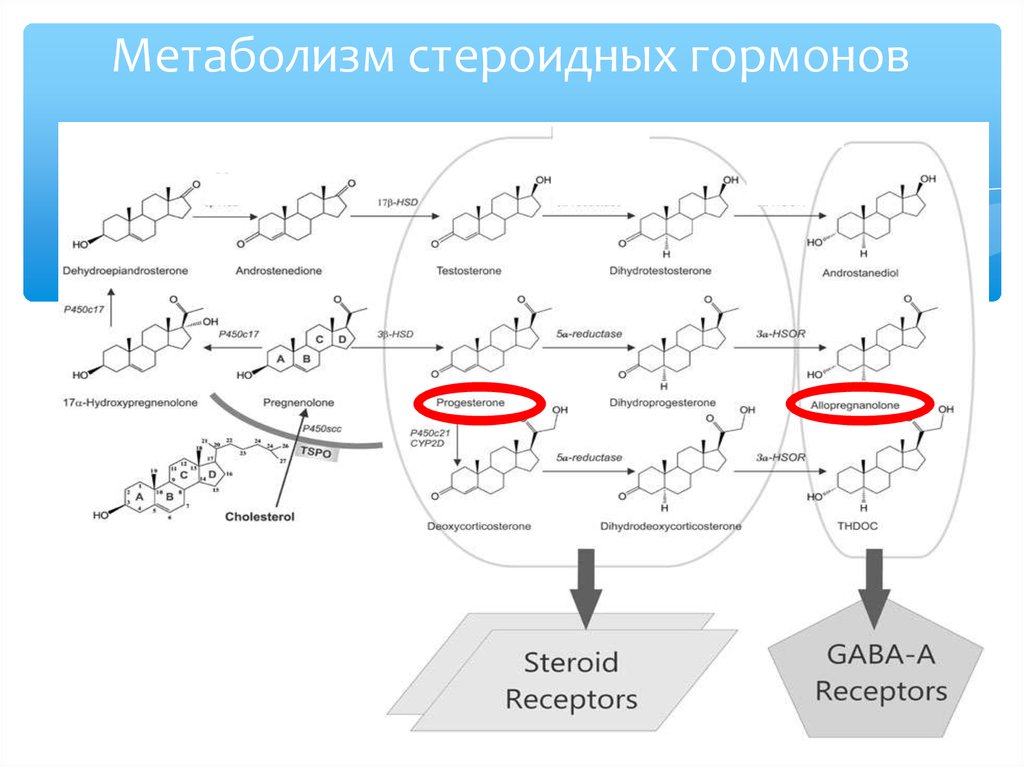 Синтез стероидных гормонов схема