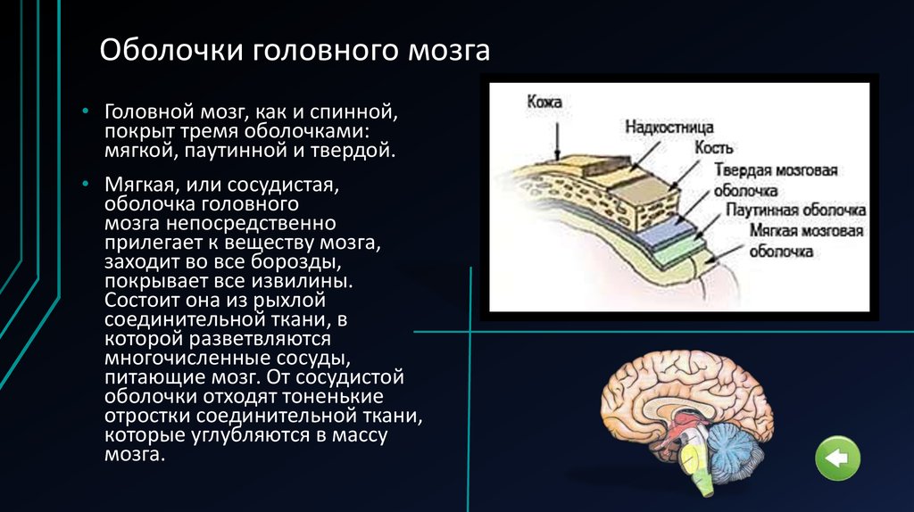 Спинной и головной мозг тест 8 класс. Паутинная оболочка головного мозга строение и функции. Мягкая сосудистая твёрдая паутиннаяоболочка спинного мозга. Паутинная оболочка головного мозга кратко. Оболочки головного мозга анатомия латынь.