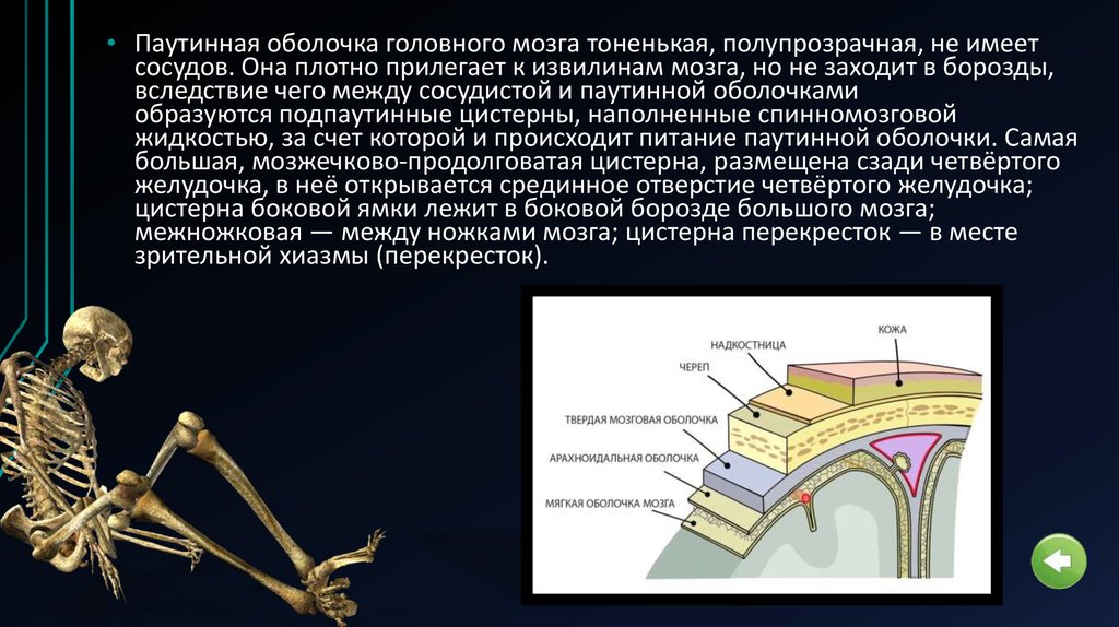 Паутинная оболочка. Паутинная мозговая оболочка. Паутинная оболочка головного мозга препарат. Паутинная оболочка расположена. Производные паутинной оболочки головного мозга.