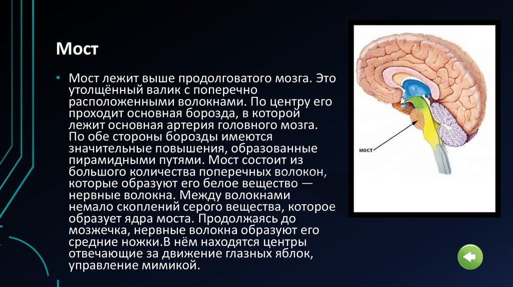 Вещество головного мозга. Мост ЦНС анатомия. Структура моста в головном мозге. Центры моста мозга. Белое вещество моста мозга.