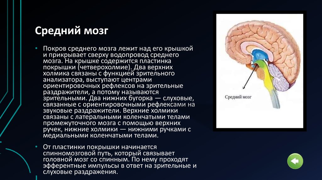 Функции среднего мозга кратко