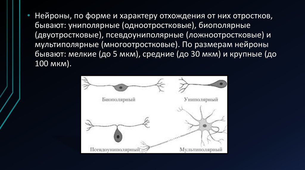 Как называется длинный неветвящийся отросток нейрона. Нейроны по форме. Униполярные биполярные и мультиполярные Нейроны. Размер нервной клетки. Отростки уиполярнй нервной клетки.