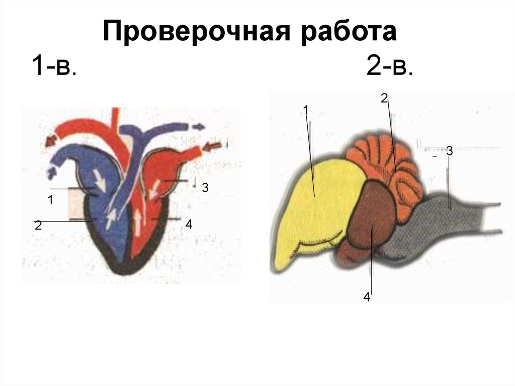 Рисунок сердца птиц