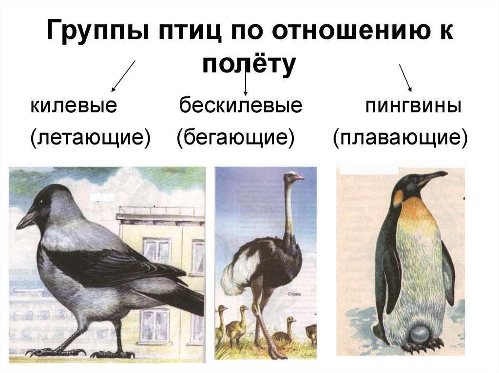Примеры животных класса птицы. Экологические группы птиц. Классификация птиц экологическая. Класс птицы представители. Классификация птиц по группам.