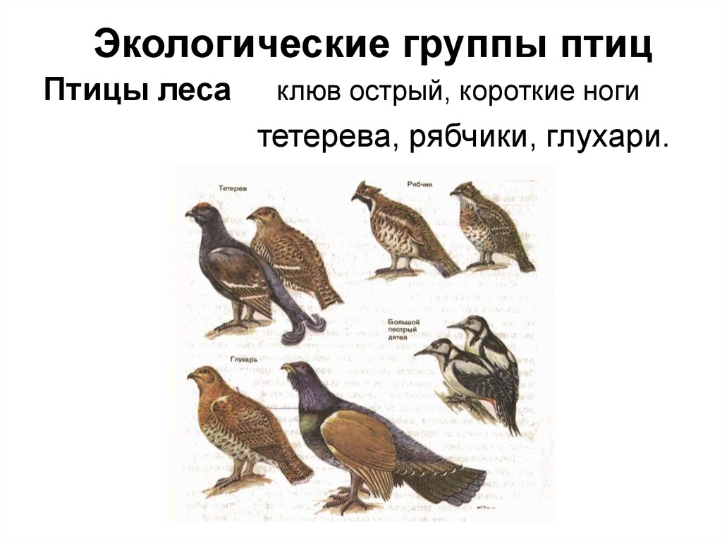 Экологические группы птиц по месту обитания таблица. Экологические группы птиц. Экологические группы Пти. Экологические группы птиц птиц. Экологическая группа птицы леса.