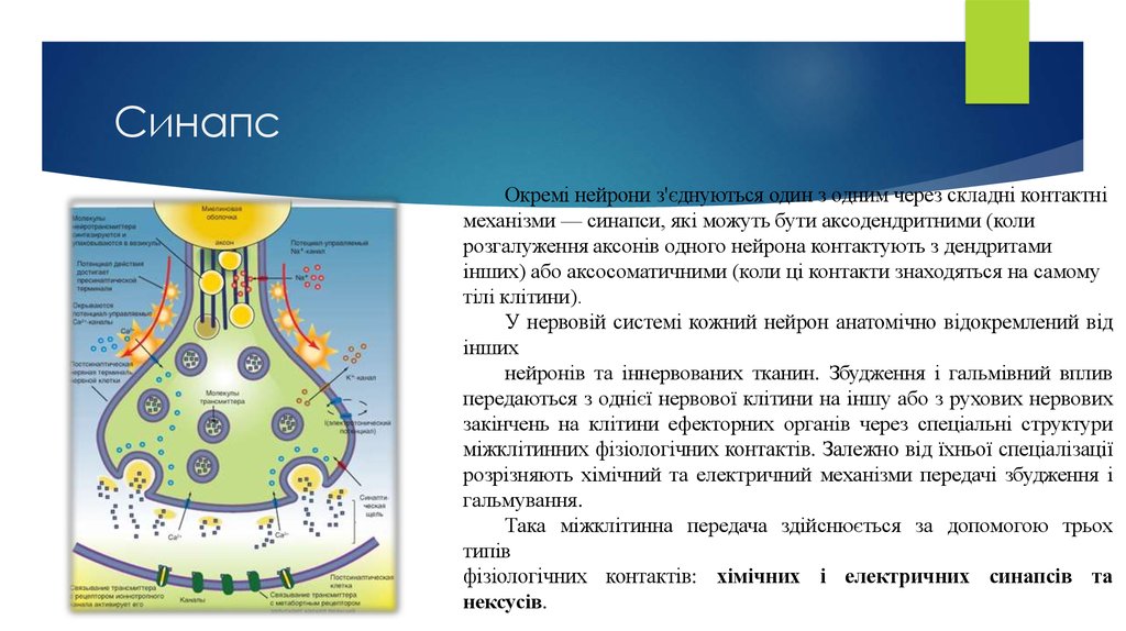 Синапс медицинский центр. Особенности строения синапса. В структуру синапса входят. Понятие о синапсе. Обязательные элементы синапса.