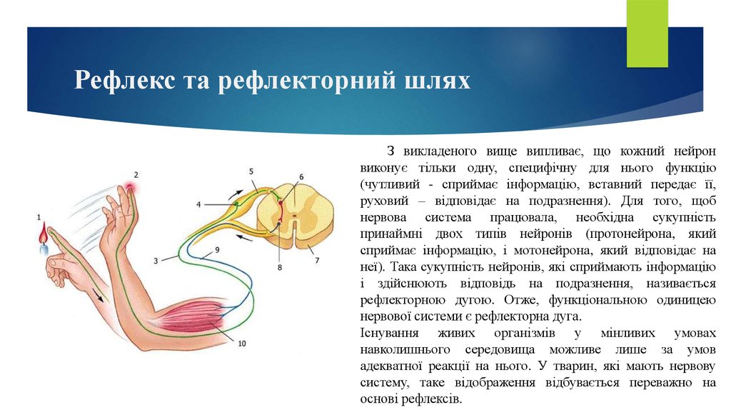 Рефлекторная дуга глазосердечного рефлекса схема с описанием