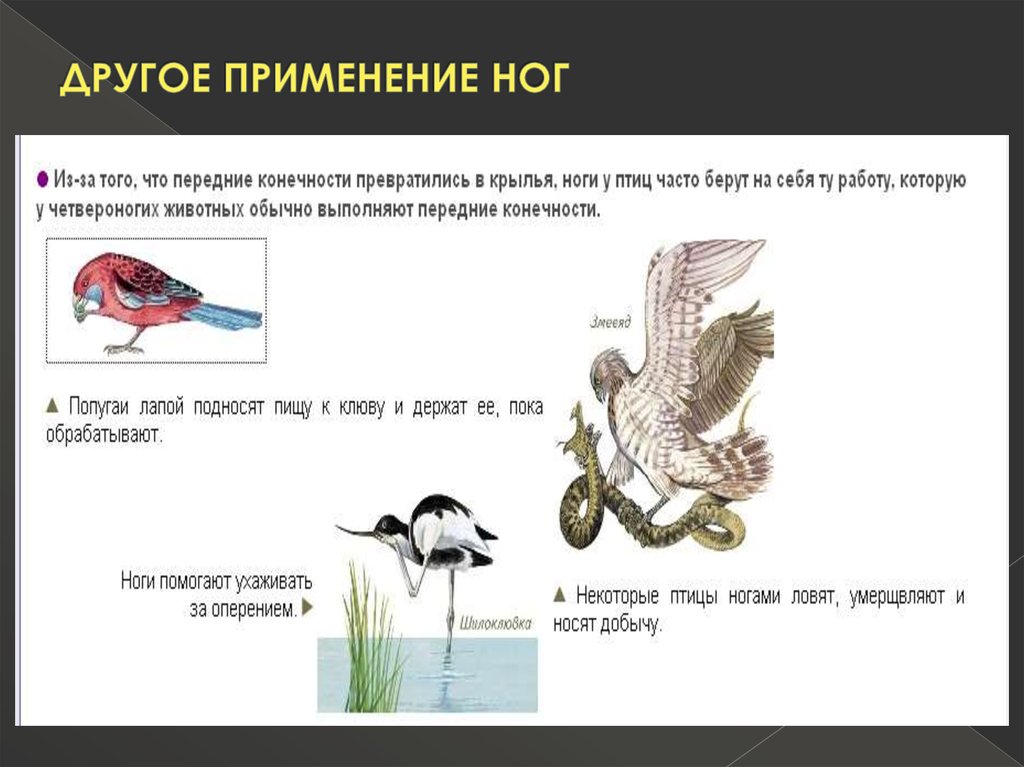 Конечности археоптерикса. Переходная форма между пресмыкающимися и птицами. Конечности пресмыкающихся и голубя. Археоптерикс Эволюция птиц.