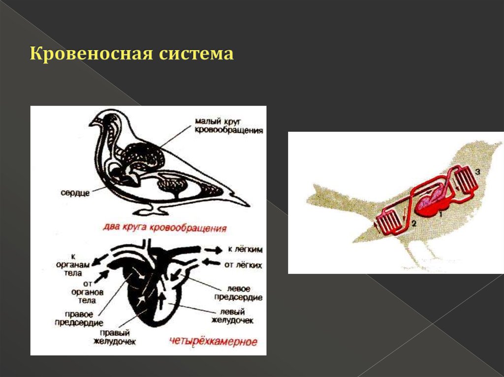 Кровеносная система птиц малый круг кровообращения. Кровеносная система птиц и пресмыкающихся. Кровеносная система большой и малый круг кровообращения у птиц. Четырёхкамерное сердце и два круга кровообращения. Четырехкамерное сердце наличие диафрагмы