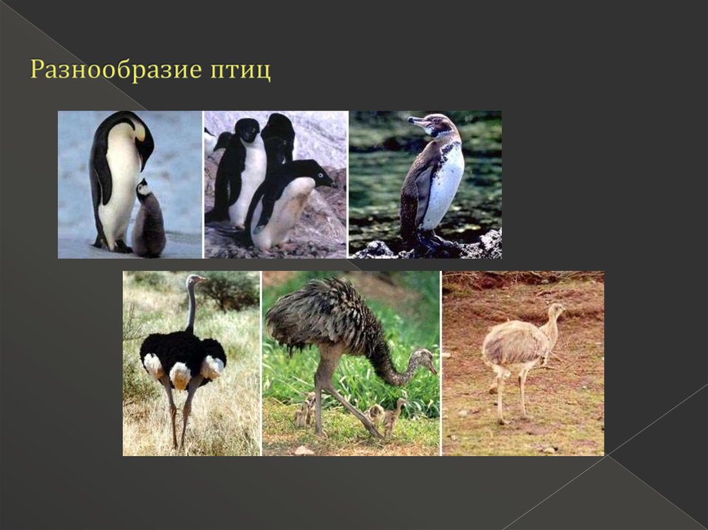 Разнообразие птиц