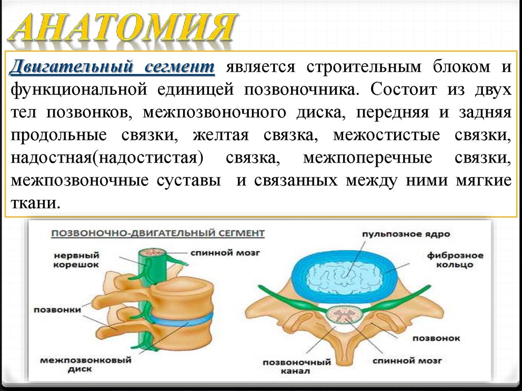 Сегмент являются. Пульпозное ядро межпозвоночного диска. Межпозвоночный диск состоит из. Из чего состоит межпозвоночный диск. Межпозвоночные диски для презентации.