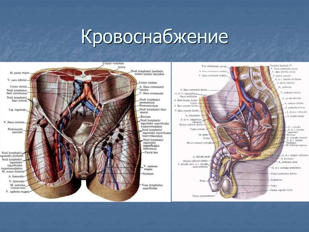 Анатомия и физиология мужчины. Анатомия и физиология репродуктивной системы мужчины. Артерии половых органов мужчин. Анатомическое строение мужской репродуктивной системы.