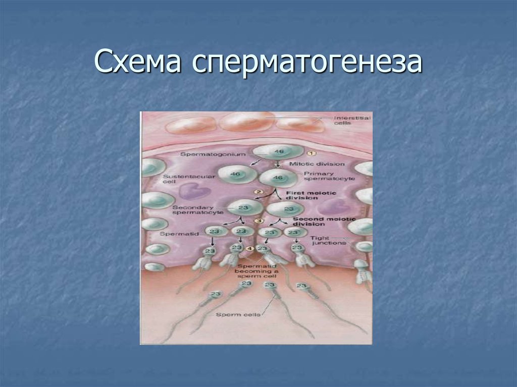 Презентация на тему репродуктивная система