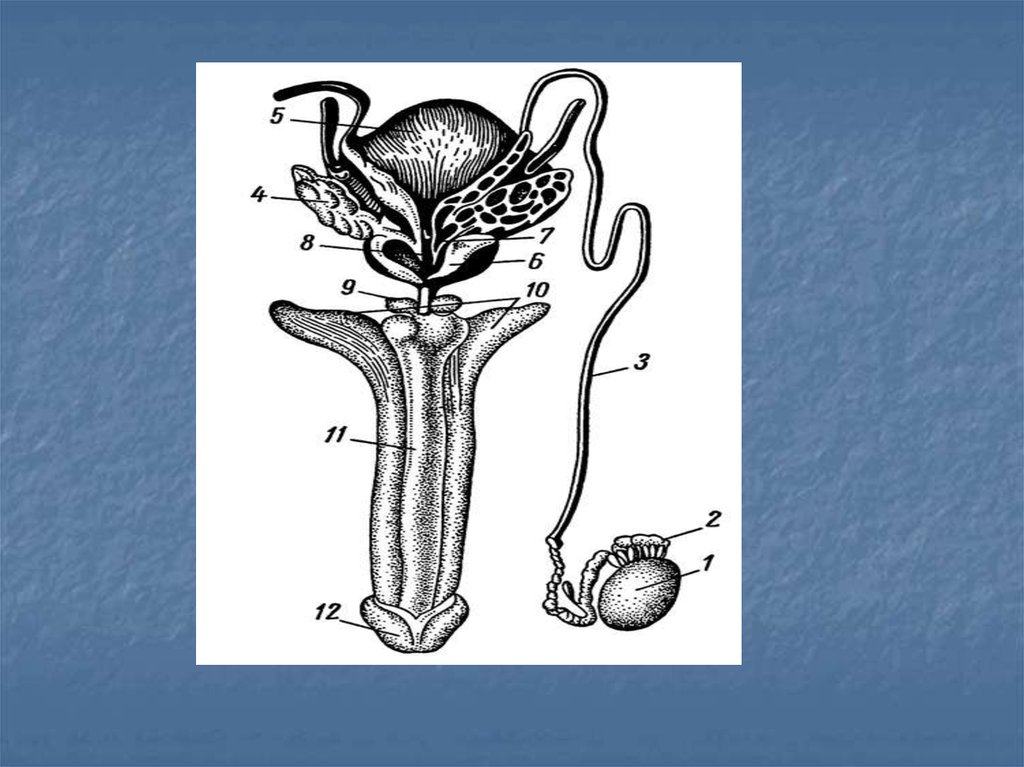 Органы мужской половой системы рисунок. Схема строения репродуктивной системы. Строение половой системы. Строение мужской репродуктивной системы. Репродуктивные органы мужчины.