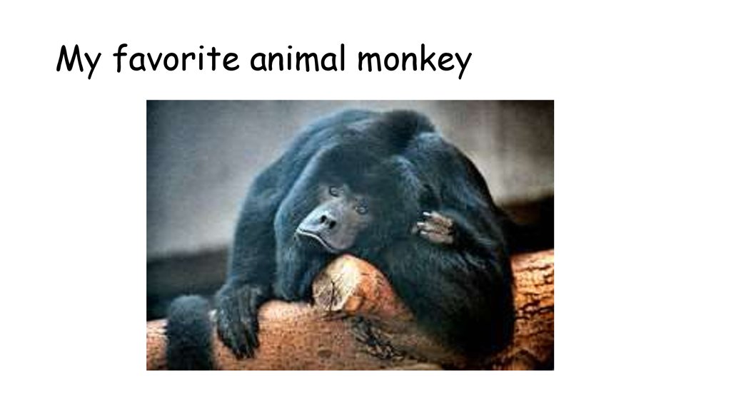 my-favorite-animal-monkey-online-presentation