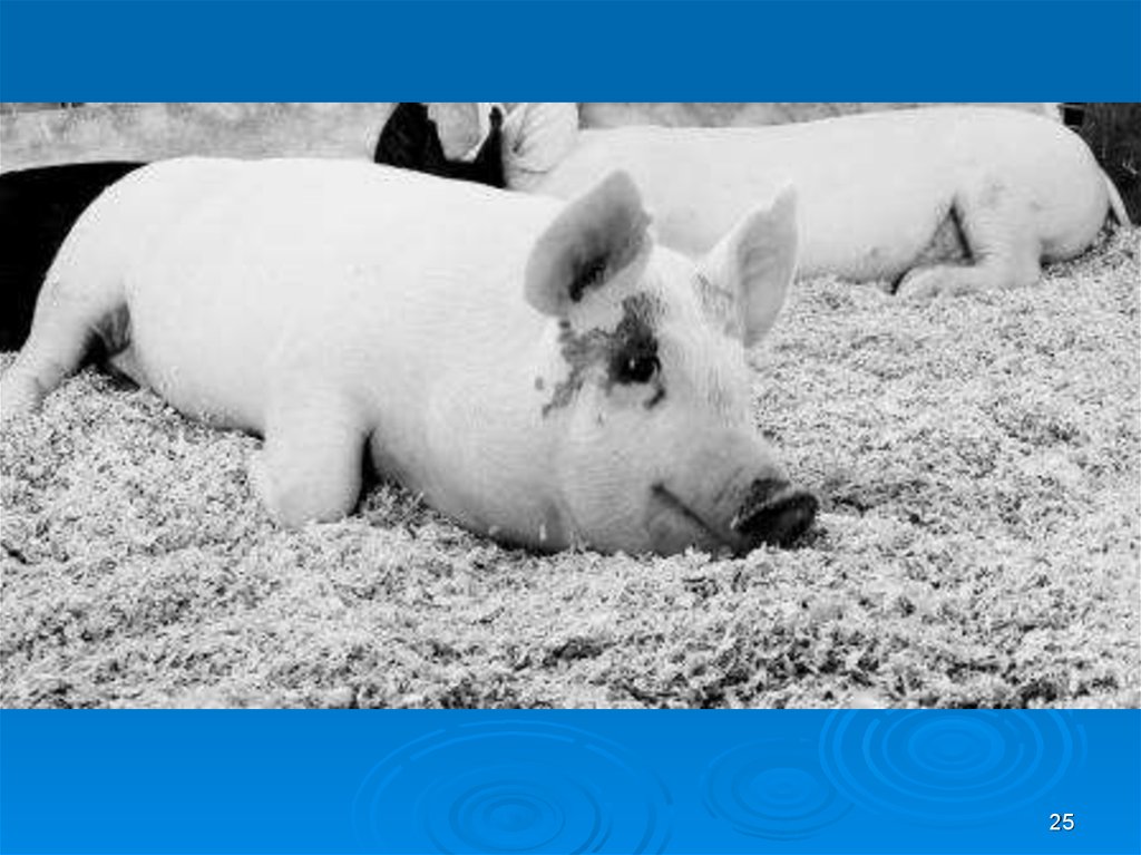 Реферат: Рожа свиней: патогенез, клиническая картина и диагностирование