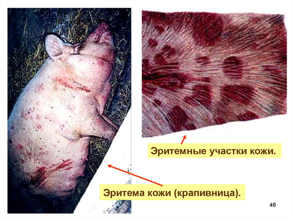 Реферат: Рожа свиней: патогенез, клиническая картина и диагностирование