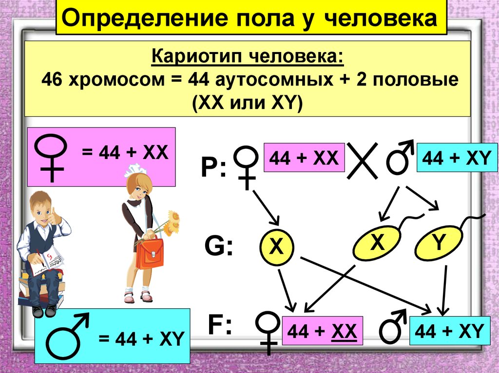 Как появился пол человека. Определение пола у человека. Пол человека определяется. Установление пола человека. Определение пола у человека генетика.