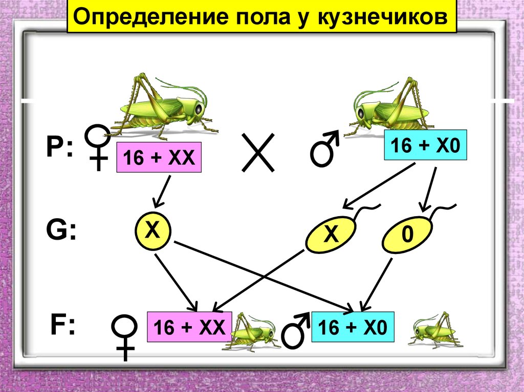 Определиться с полом