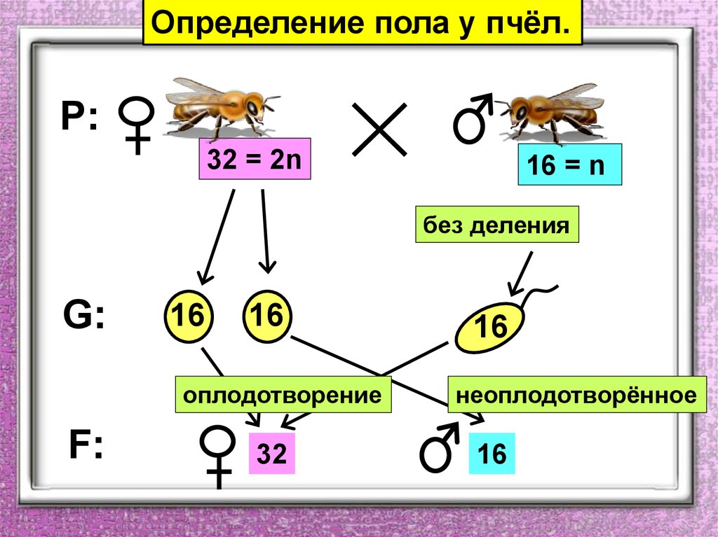 Гетерогаметные особи. Хромосомный Тип определения пола у пчел. Определение пола у насекомых. Генетическая схема хромосомного определения пола. Определение пола у животных.