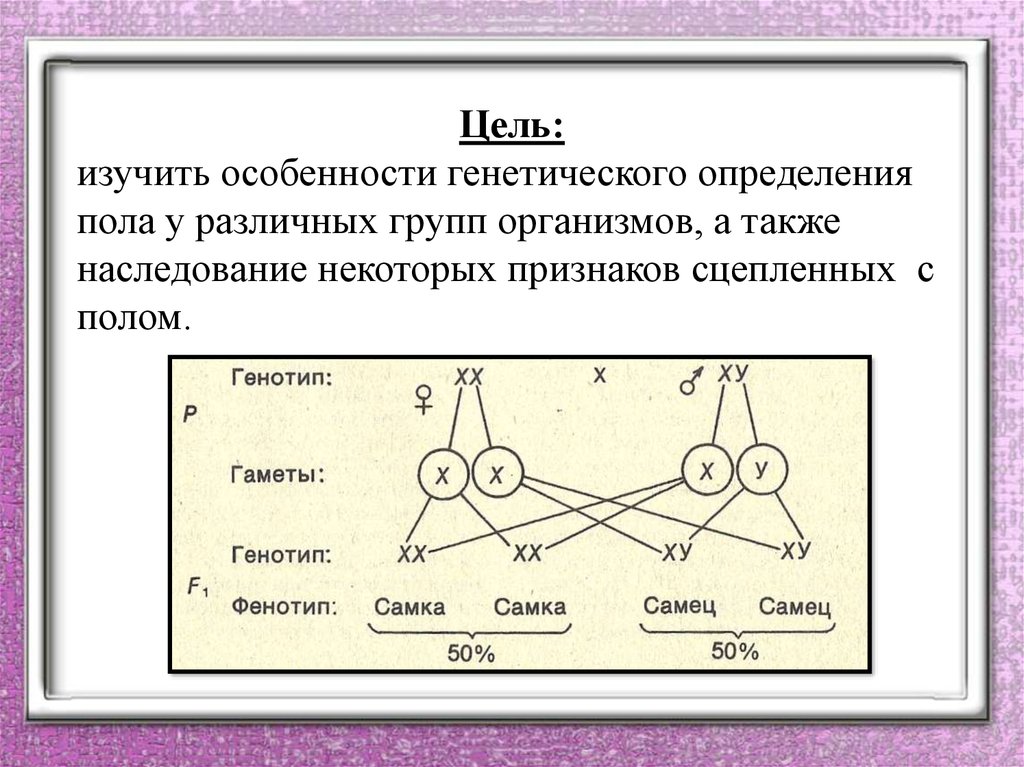 Когда происходит генетическое определение пола у человека