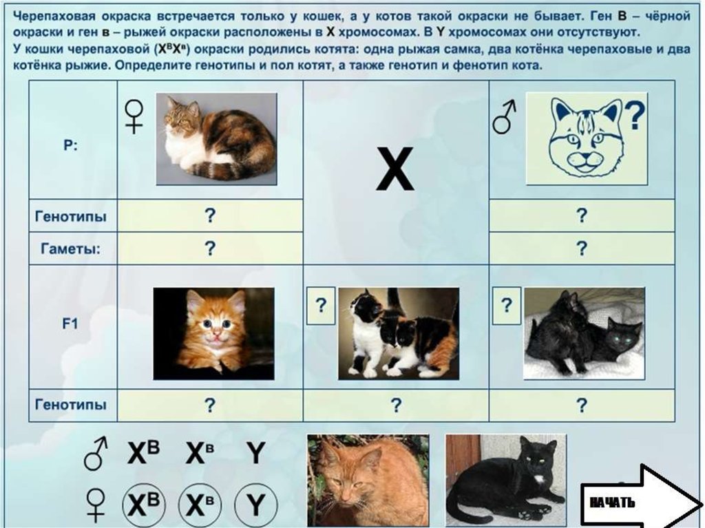 Гены кошек. Наследование окраски у кошек. Наследование черепаховой окраски. Наследование черепаховой окраски у кошек. Наследование цвета шерсти у кошек.