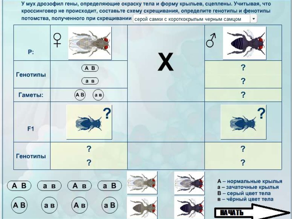 Генетика пола тест. Цвет тела дрозофилы сцеплен с полом.