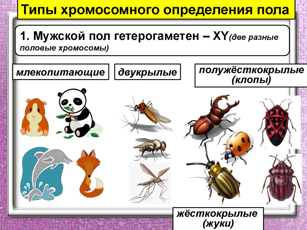 У дрозофил гетерогаметен мужской. Определение пола у животных. Хромосомное определение пола. Мужской пол гетерогаметен. Определение пола у организмов.