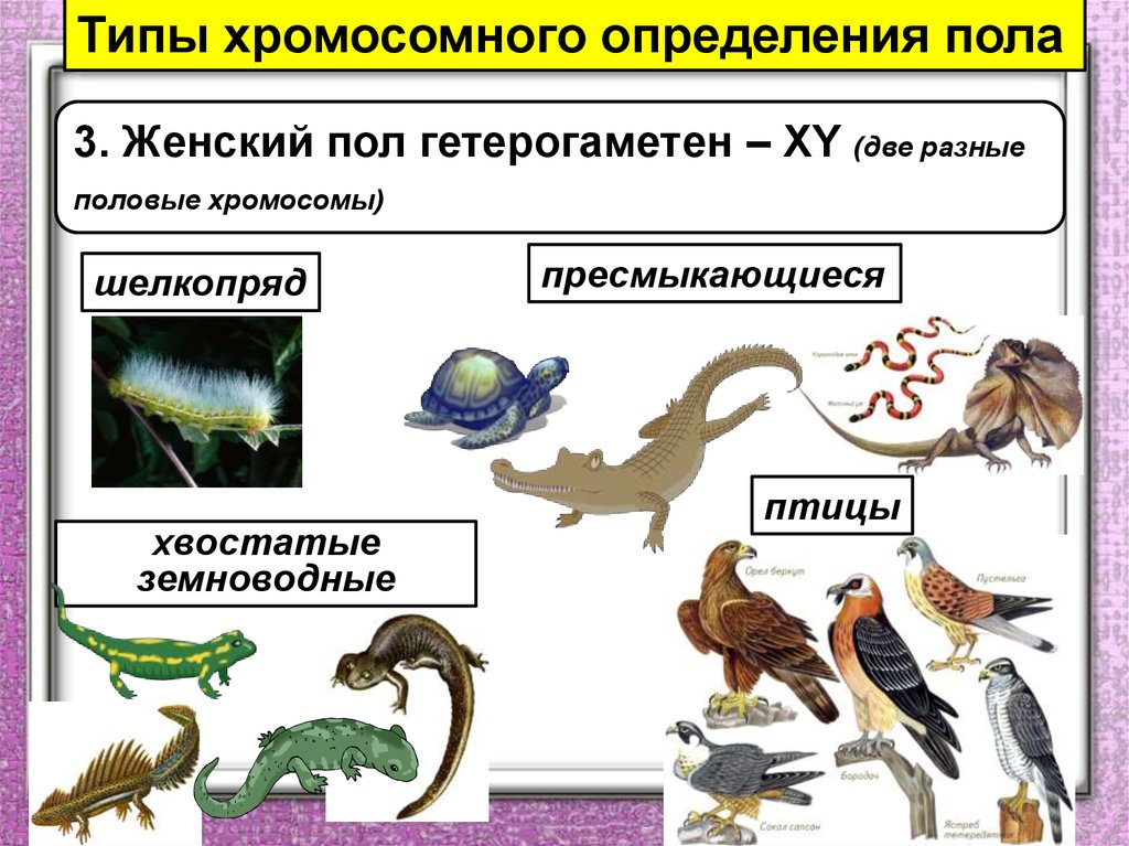 Гомогаметным полом