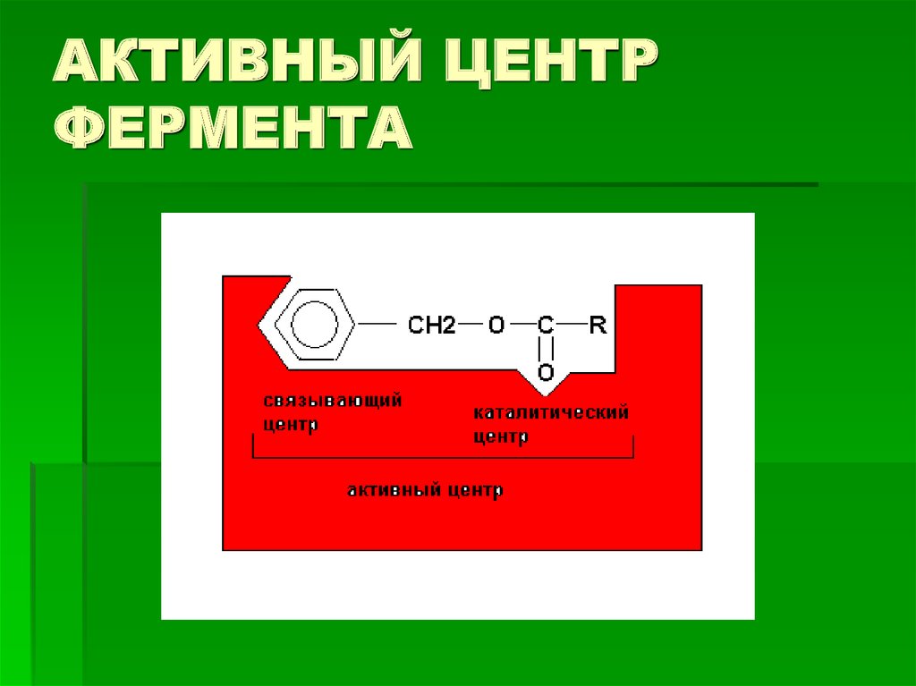 Презентация классификация ферментов