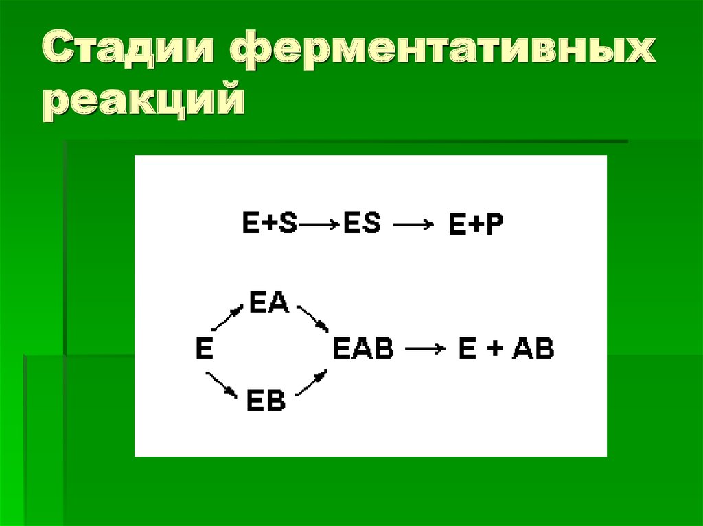 Стадии ферментативных реакций