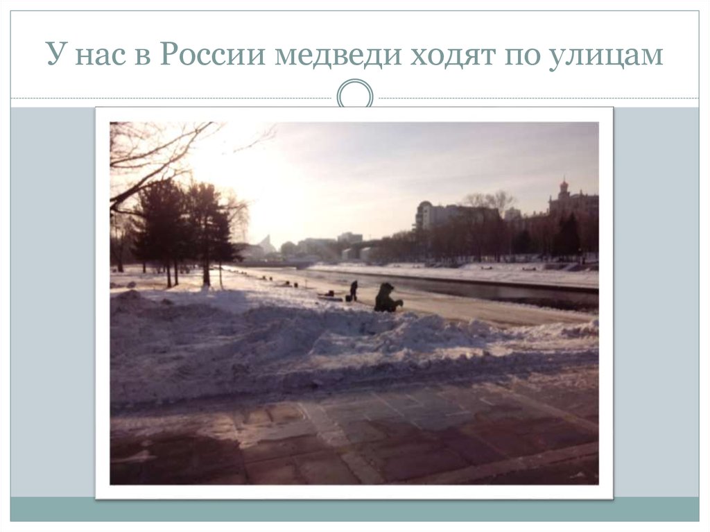У нас в России медведи ходят по улицам